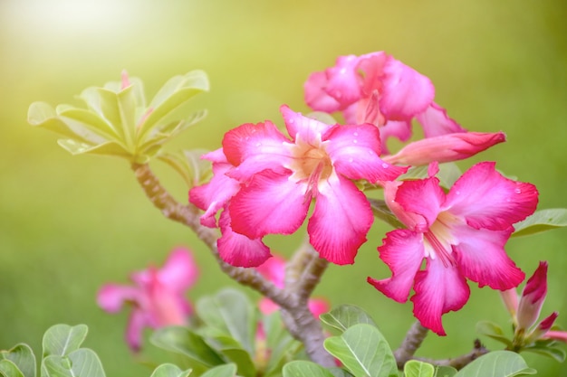 Flores de bignonia rosa o flor de adenium.