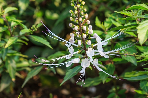 Flores de los bigotes del gato