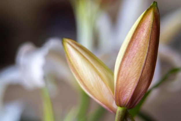 Flores blancas aisladas sobre fondo blanco