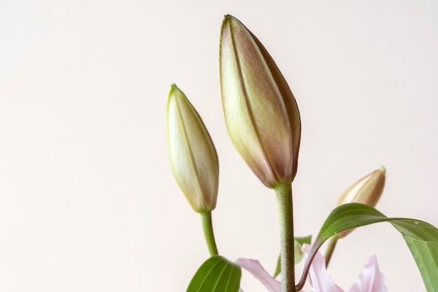 Flores blancas aisladas sobre fondo blanco