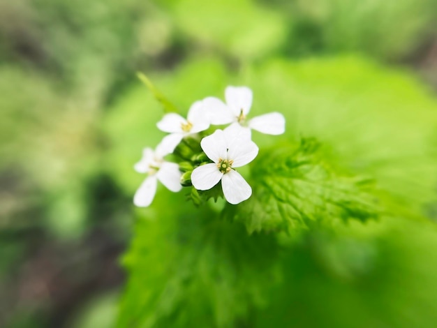 Foto flores blancas de ajo planta de mostaza alliria creciendo en el jardín