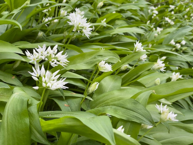 flores blancas de ajo silvestre floreciendo en un bosque