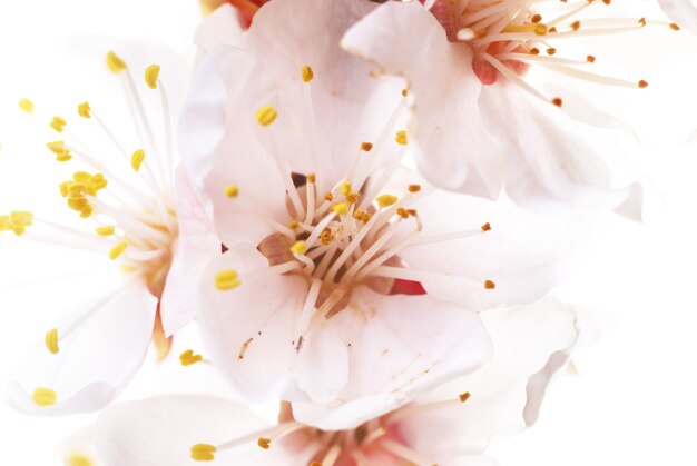 Flores blancas de almendra aisladas sobre fondo blanco