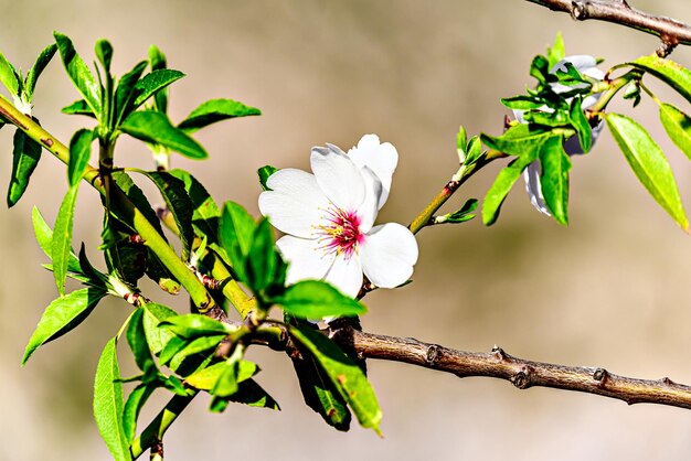 Flores blancas de almendros en primavera Campos de almendras Enfoque selectivo