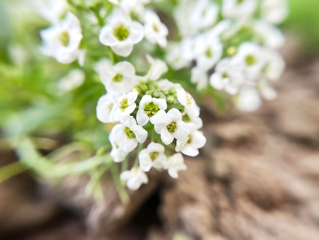 Las flores blancas de Alyssum de cerca