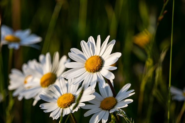 Flores blancas amarillas en los campos de hierba verde.