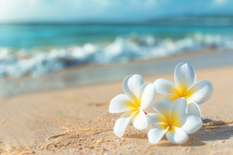 flores blancas y amarillas de plumeria en la arena de una playa exótica