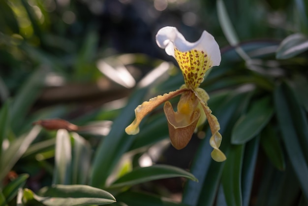 Flores blancas y amarillas de Splendid Paphiopedilum u orquídea zapatilla sobre fondo de bokeh de hojas verdes Paphiopedilum Leeanum pétalos punteados Flores de orquídeas de invierno Hora dorada luz cálida Flora exótica