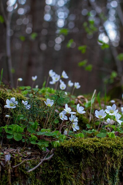 Foto flores blancas de anémona en un tocón cubierto de musgo aserrado