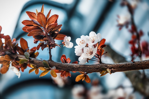 Flores blancas en el árbol en la ciudad