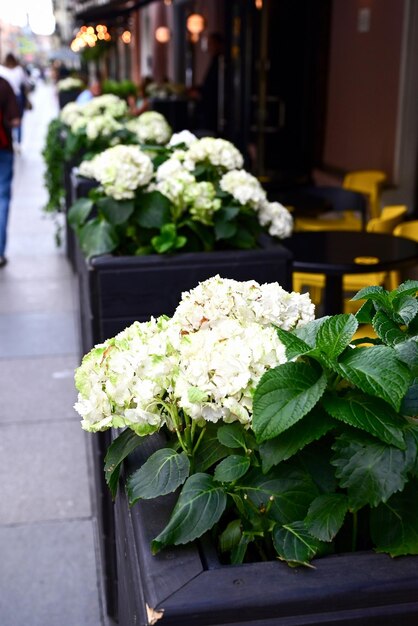 Flores blancas del árbol floreciente de la bola de nieve