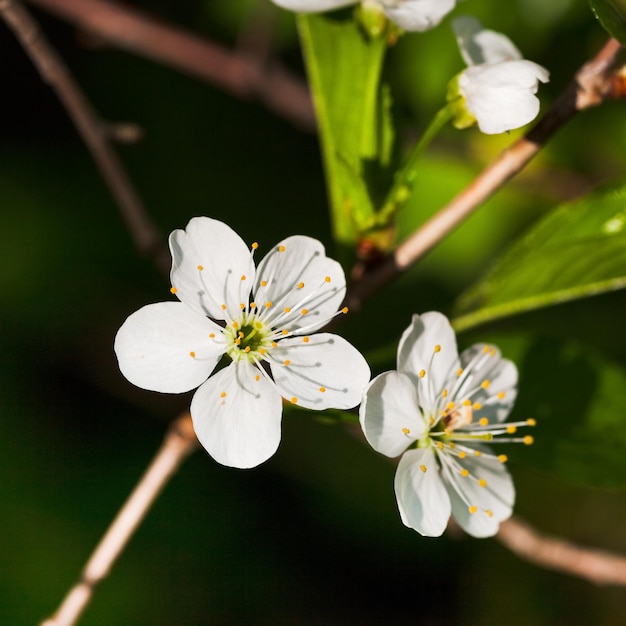 Flores blancas de árbol floreciente.