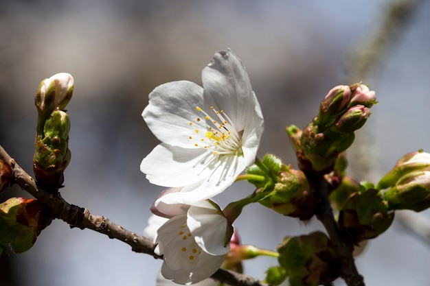 flores blancas en un árbol en el jardín