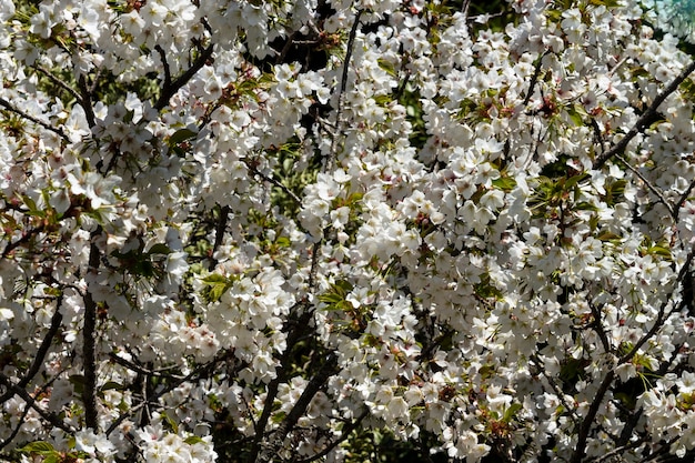 flores blancas en un árbol en el jardín