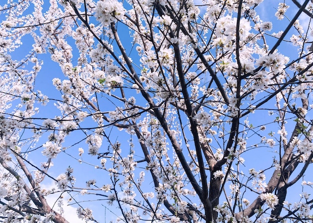 flores blancas en un árbol en el jardín