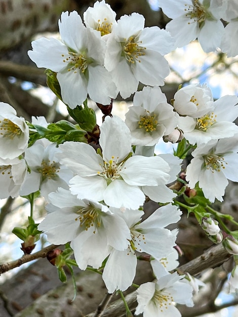 flores blancas en un árbol en el parque en primavera