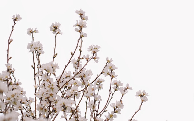 Flores blancas en un árbol