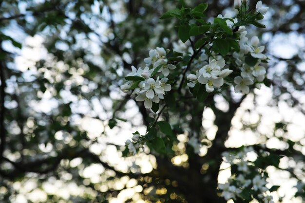 Flores blancas en un arbusto verde Flor de cerezo de primavera La rosa blanca está floreciendo