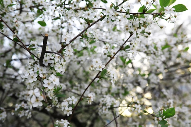 Flores blancas en un arbusto verde Flor de cerezo de primavera La rosa blanca está floreciendo