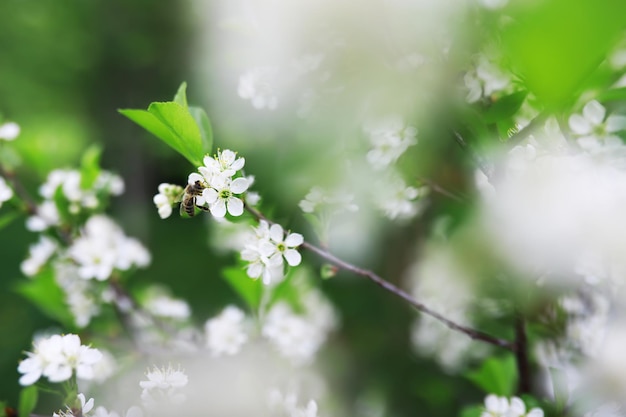 Flores blancas en un arbusto verde Flor de cerezo de primavera La rosa blanca está floreciendo