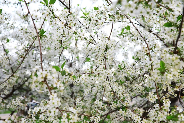 Flores blancas en un arbusto verde Flor de cerezo de primavera La rosa blanca está floreciendo