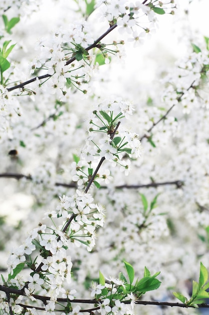 Flores blancas en un arbusto verde La rosa blanca está floreciendo Flor de cerezo de primavera