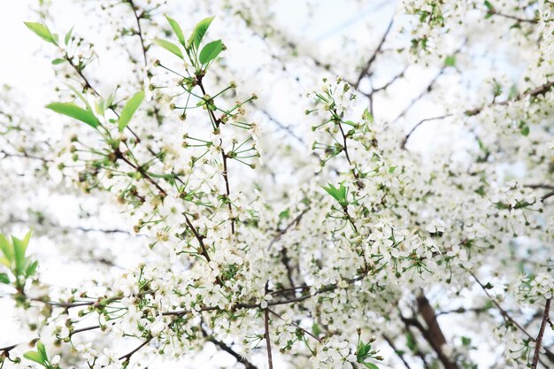 Flores blancas en un arbusto verde La rosa blanca está floreciendo Flor de cerezo de primavera