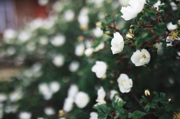 Flores blancas en un arbusto verde La rosa blanca está floreciendo Flor de cerezo de primavera