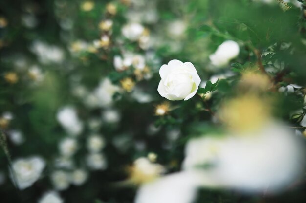 Flores blancas en un arbusto verde La rosa blanca está floreciendo Flor de cerezo de primavera