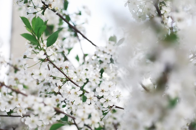 Flores blancas en un arbusto verde La rosa blanca está floreciendo Flor de cerezo de primavera