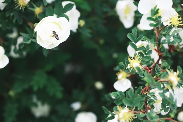 Flores blancas en un arbusto verde La rosa blanca está floreciendo Flor de cerezo de primavera