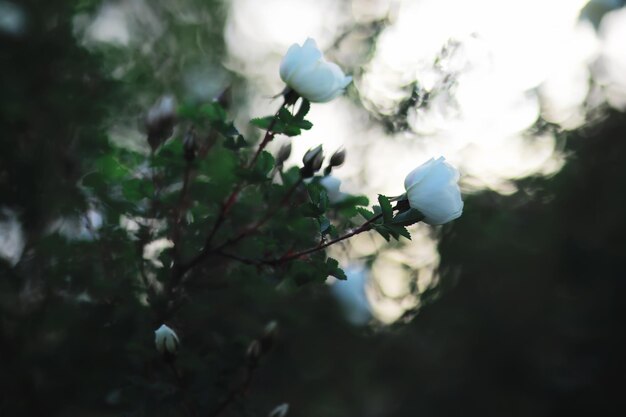 Flores blancas en un arbusto verde La rosa blanca está floreciendo Flor de cerezo de primavera