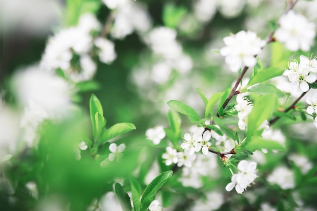 Flores blancas en un arbusto verde La rosa blanca está floreciendo Flor de cerezo de primavera