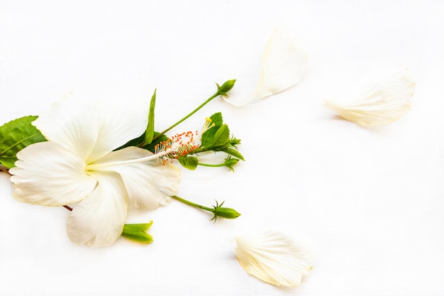 flores blancas arreglo de hibisco plano estilo postal