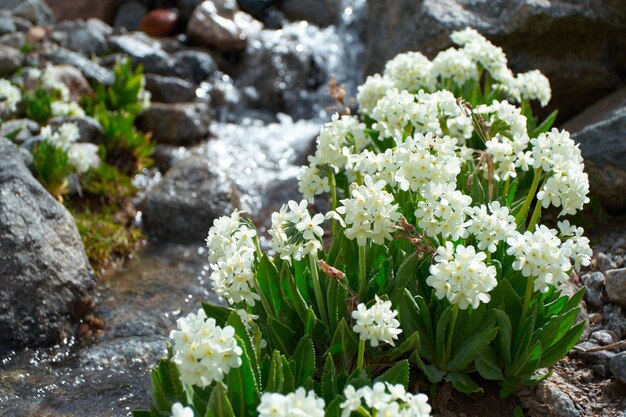 Flores blancas y arroyo de montaña.