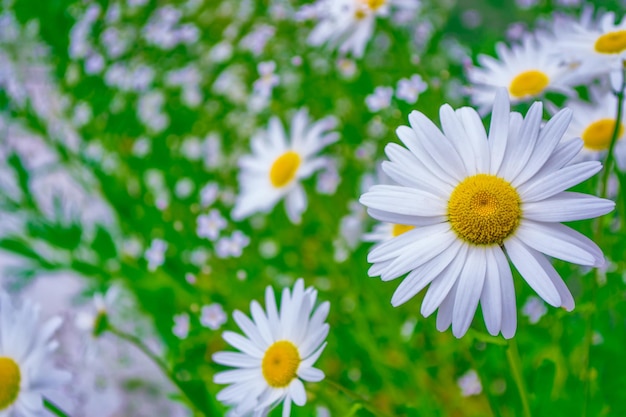 Flores blancas brillantes de margarita en el fondo del paisaje de verano