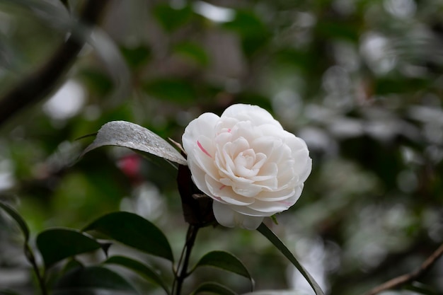 Flores blancas de camelia contra el fondo de hojas de color verde oscuro en el jardín enfoque selectivo