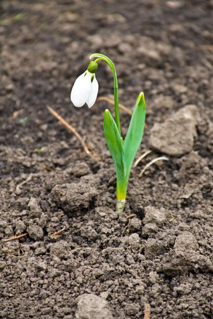 Flores blancas de campanilla blanca (Galanthus nivalis) a principios de la primavera