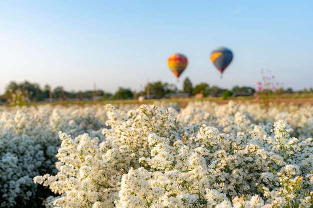 Foto flores blancas en el campo contra el fondo de globos de aire caliente