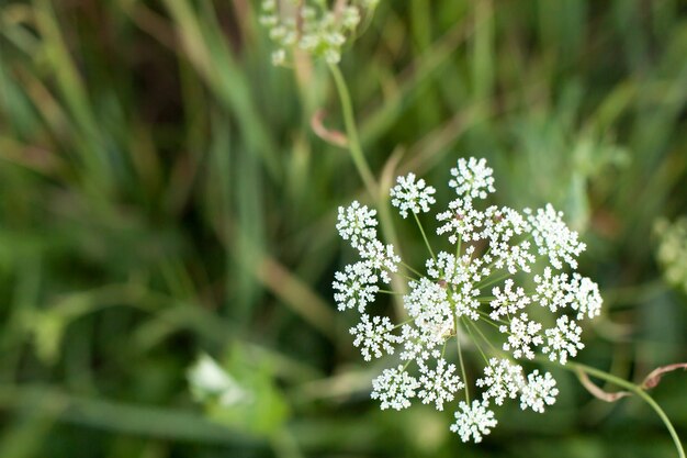 Flores blancas en un campo en un día de verano. La composición de la naturaleza