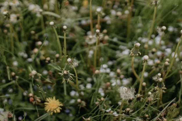 Flores blancas en campo de hierba verde