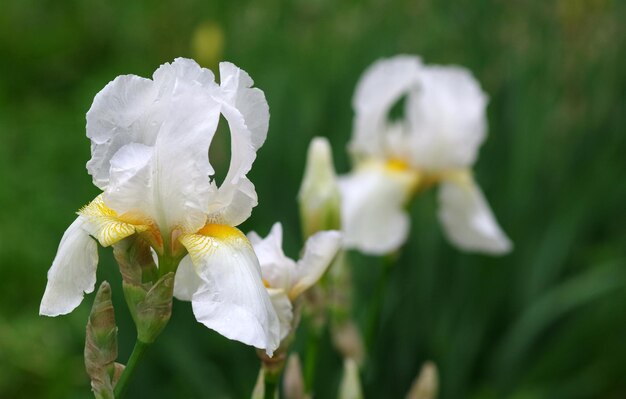 Flores blancas en un campo de verde