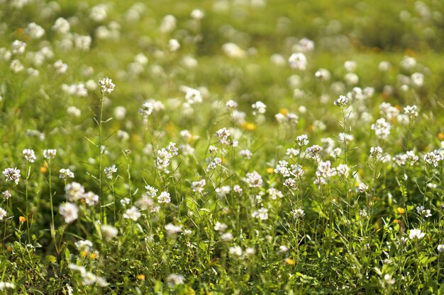 Flores blancas en el campo