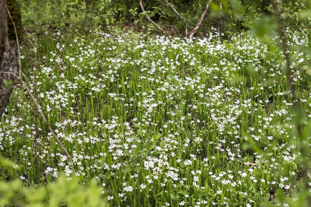 Foto flores blancas en el campo