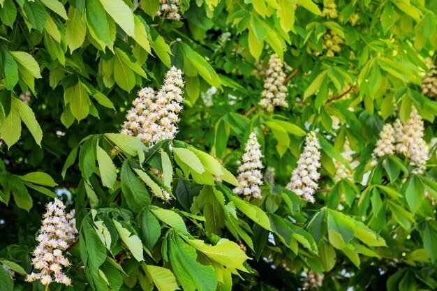 Flores blancas de castaño entre la hoja verde