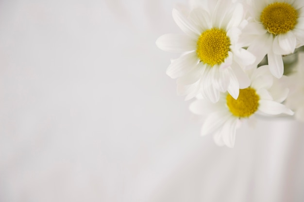 Foto flores blancas con centros amarillos.