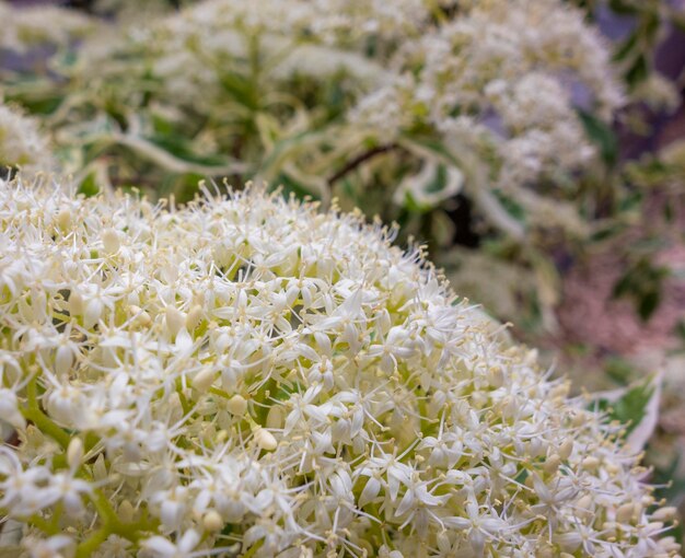 flores blancas de cerca