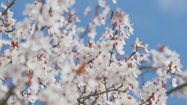 Flores blancas de cereza y brotes de flores en una rama en un jardín de primavera