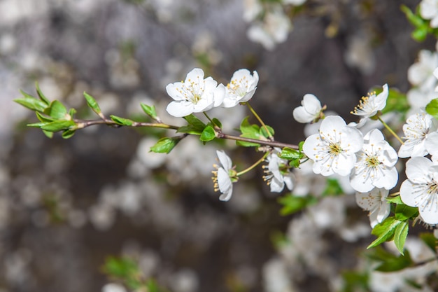 Flores blancas de cereza a la luz del sol en la primavera