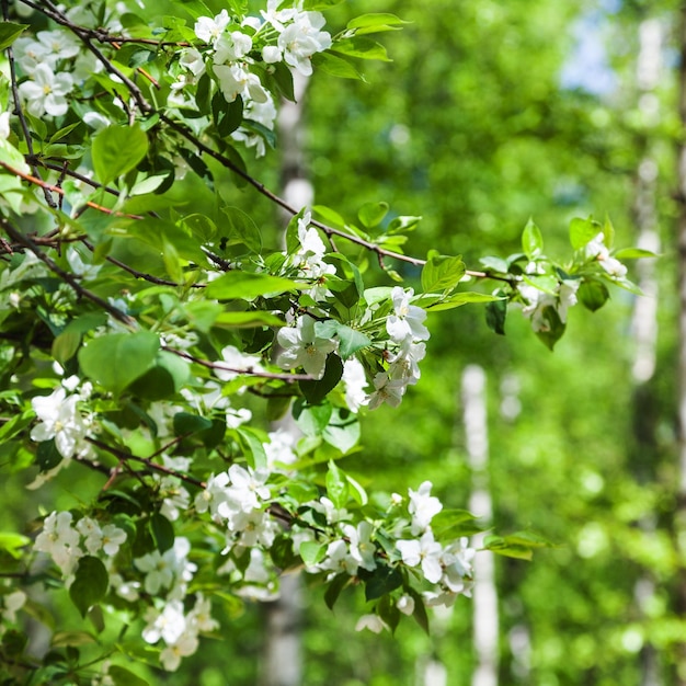 Flores blancas de cerezo en el bosque de primavera verde